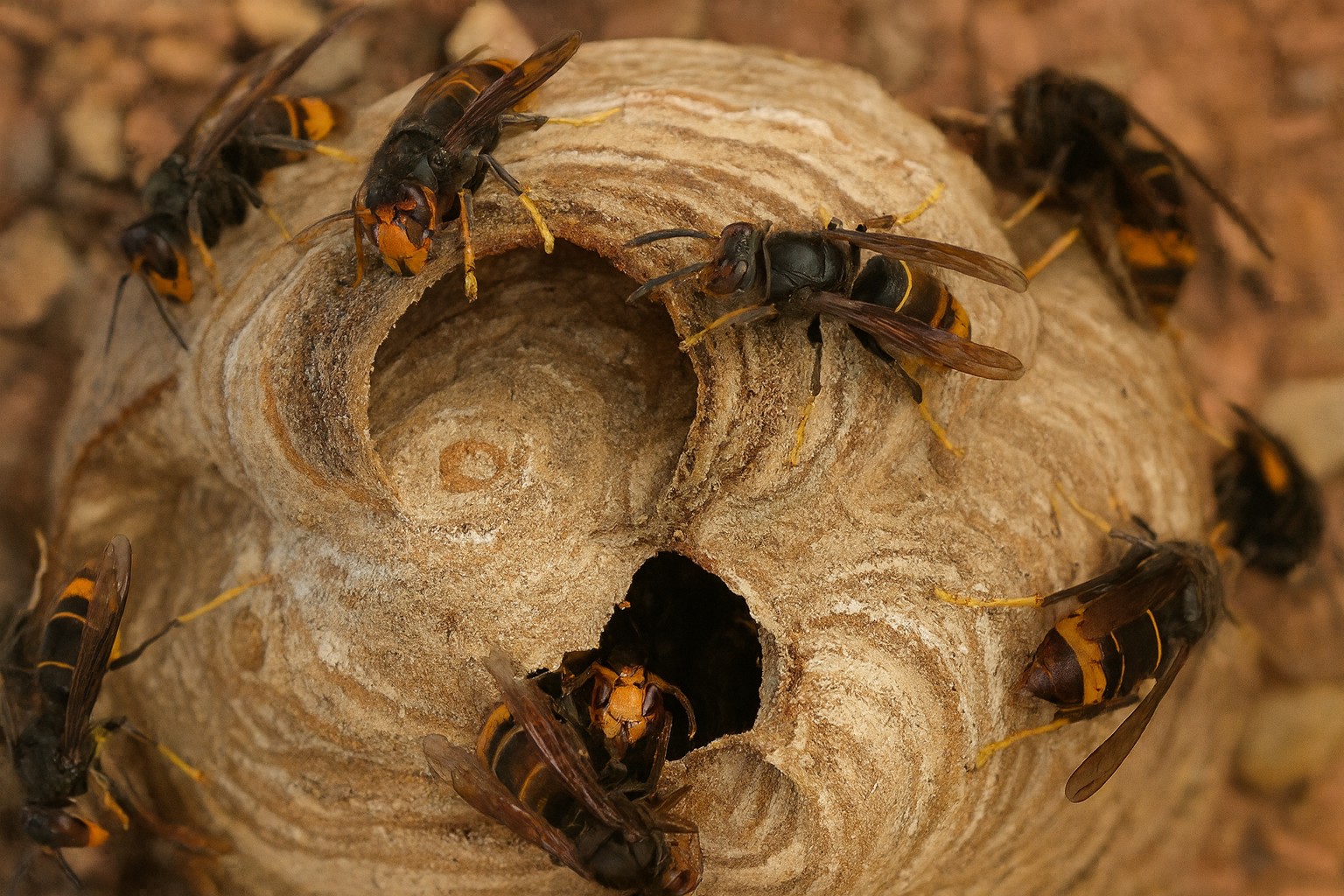 What to do if you see a nest