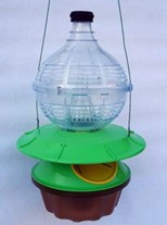 Piège bouteille amélioré pour frelon asiatique